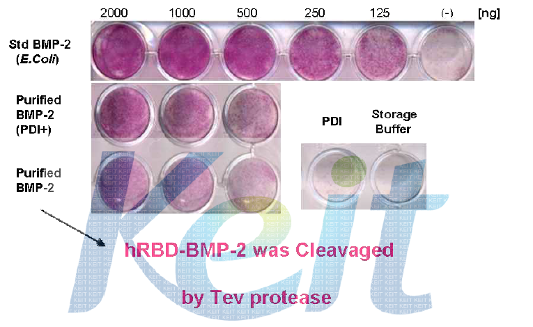 BMP-2 activity assay