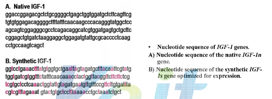 Codon optimization of IGF-1