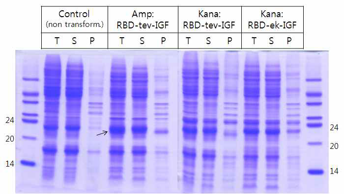 Expression fo hRBD fusion IGF-1