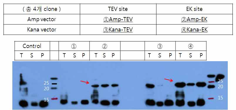 Detection of hRBD-IGF-1 expression using western blot