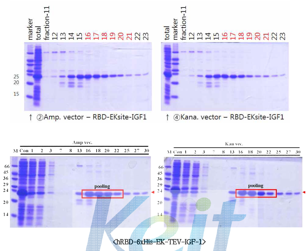 각 hRBD-IGF-1 fusion 단백질의 Purification