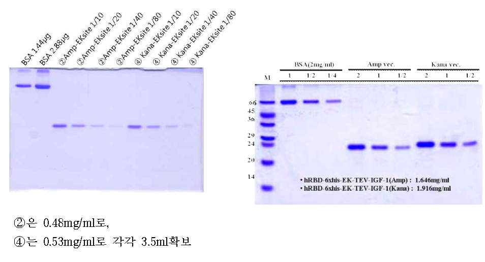 Quantification of several hRBD-IGF-1 proteins