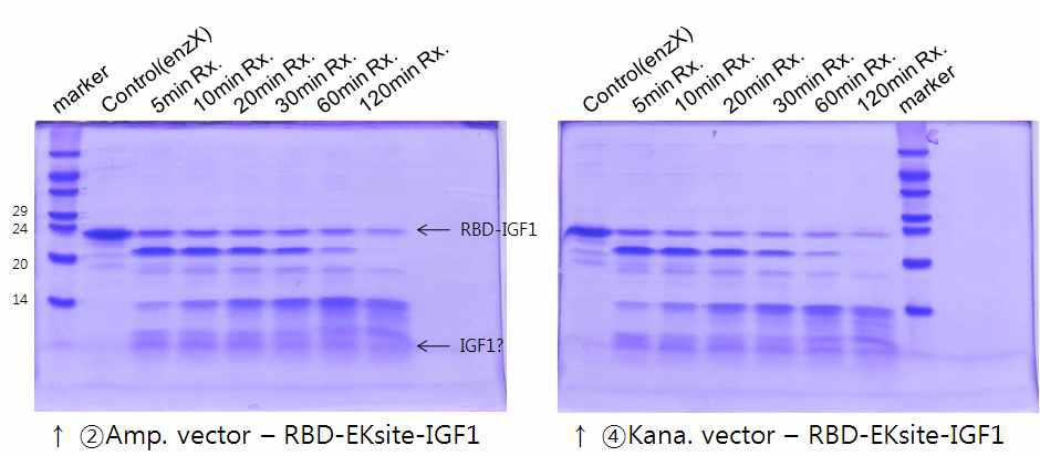 in vitro cleavage on hRBD-IGF-1 fusion protein by enterokinase