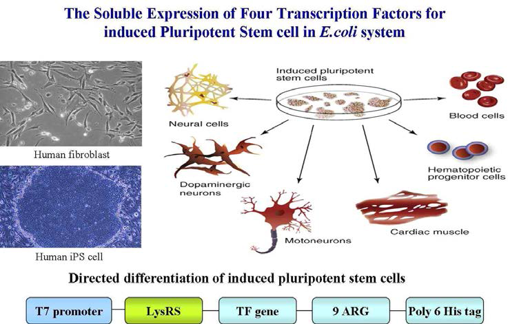 Reprograming factor for inducing iPS cells and expression constructs