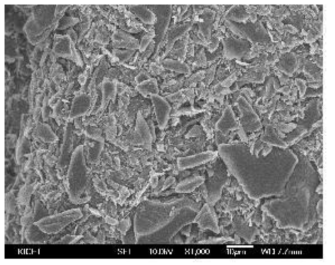 carbonization SEM 이미지