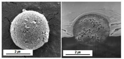 Multi-porous carbon의 FIB 분석