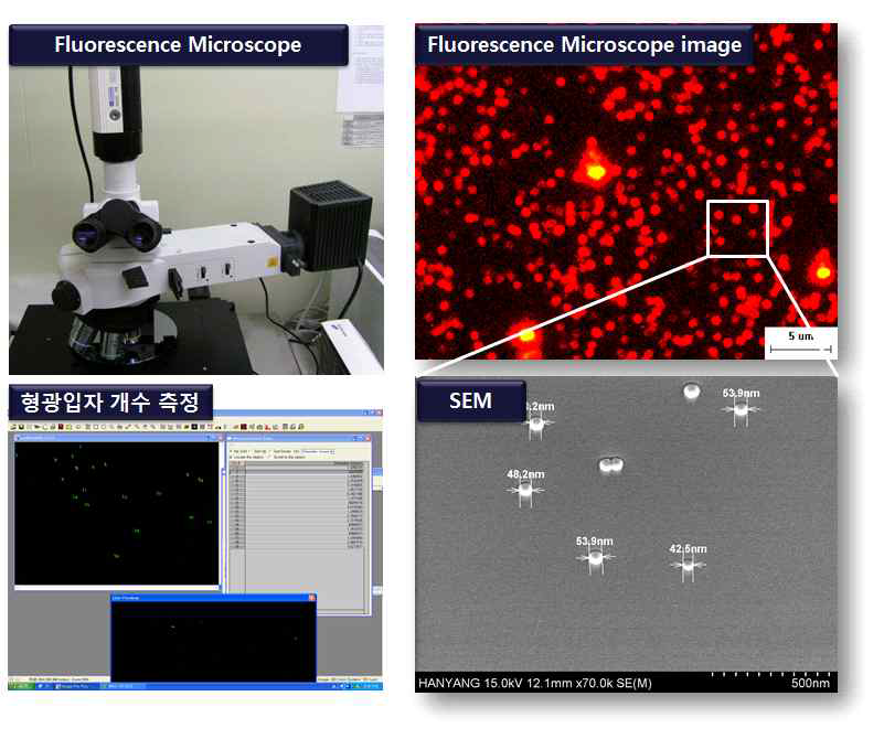 50 nm 이하 입자의 세정력 평가를 위한 형광 현미경 시스템