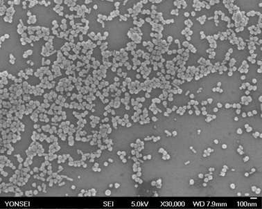 합성된 은 나노 입자의 SEM