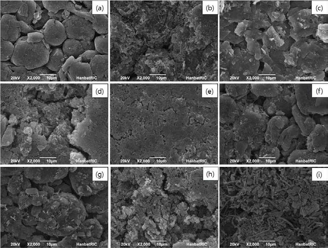 300 Cycle 후 음극 표면의 SEM Image