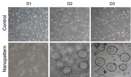 나노구조 배양 접시에서의 인간배아줄기세포 배양