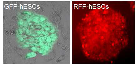 형광 발현 유전자 도입 인간배아줄기세포주 확립