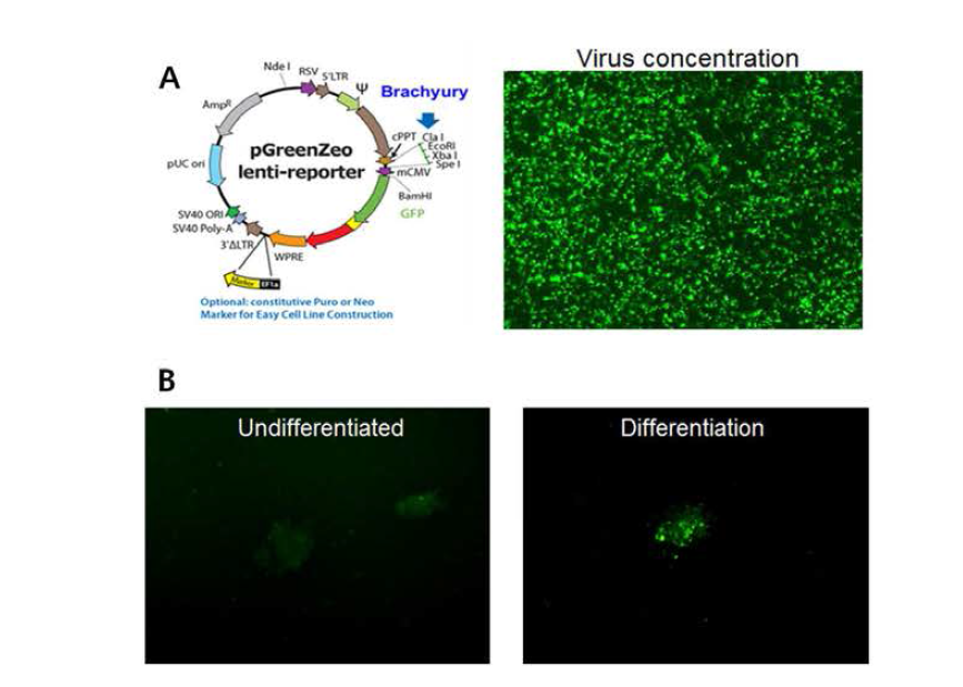 reporter cell line제작을 위한 vector구조 및 293T transfection(A), 미분화 및 중배엽 분화시 발현하는 GFP (B)