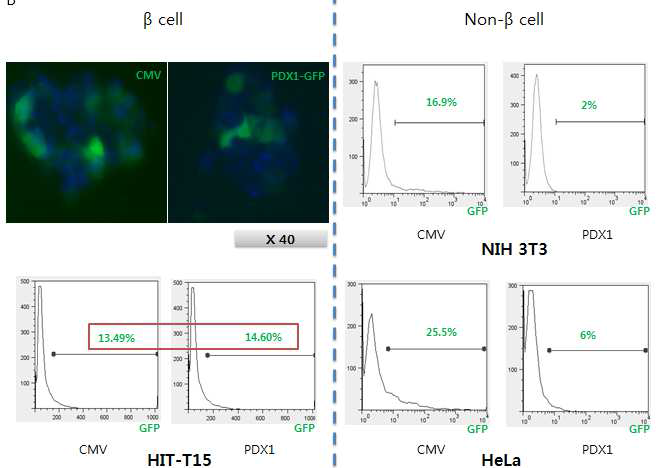 Lenti-PDX1-eGFP의 특이적 발현 확인