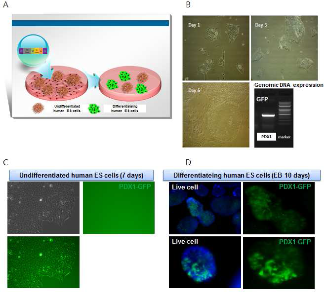 PDX1-eGFP가 도입된 인간배아줄기 세포 주 확립