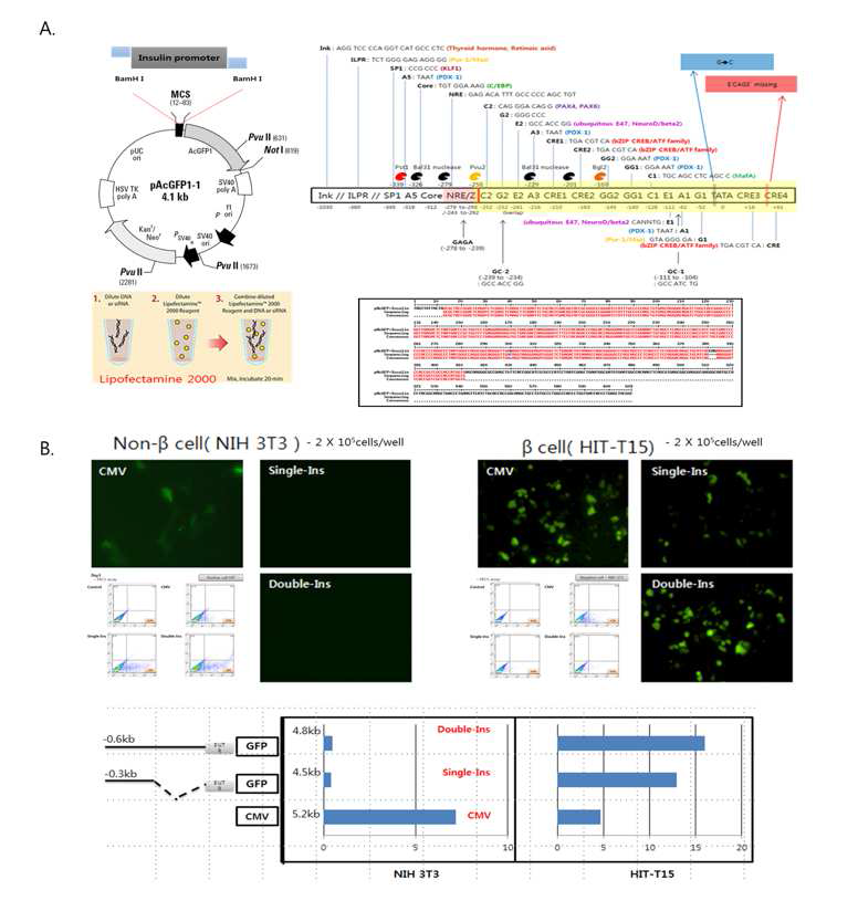 Insulin-GFP백터의 제작 및 발현확인