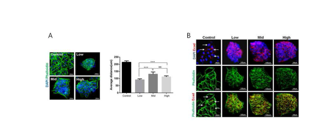 gNP에 배양된 hESCs의 compact한 형태 유지(A), 나노구조표면에 배양된 인간배아줄기세포의 E-cadherin 발현 (B)