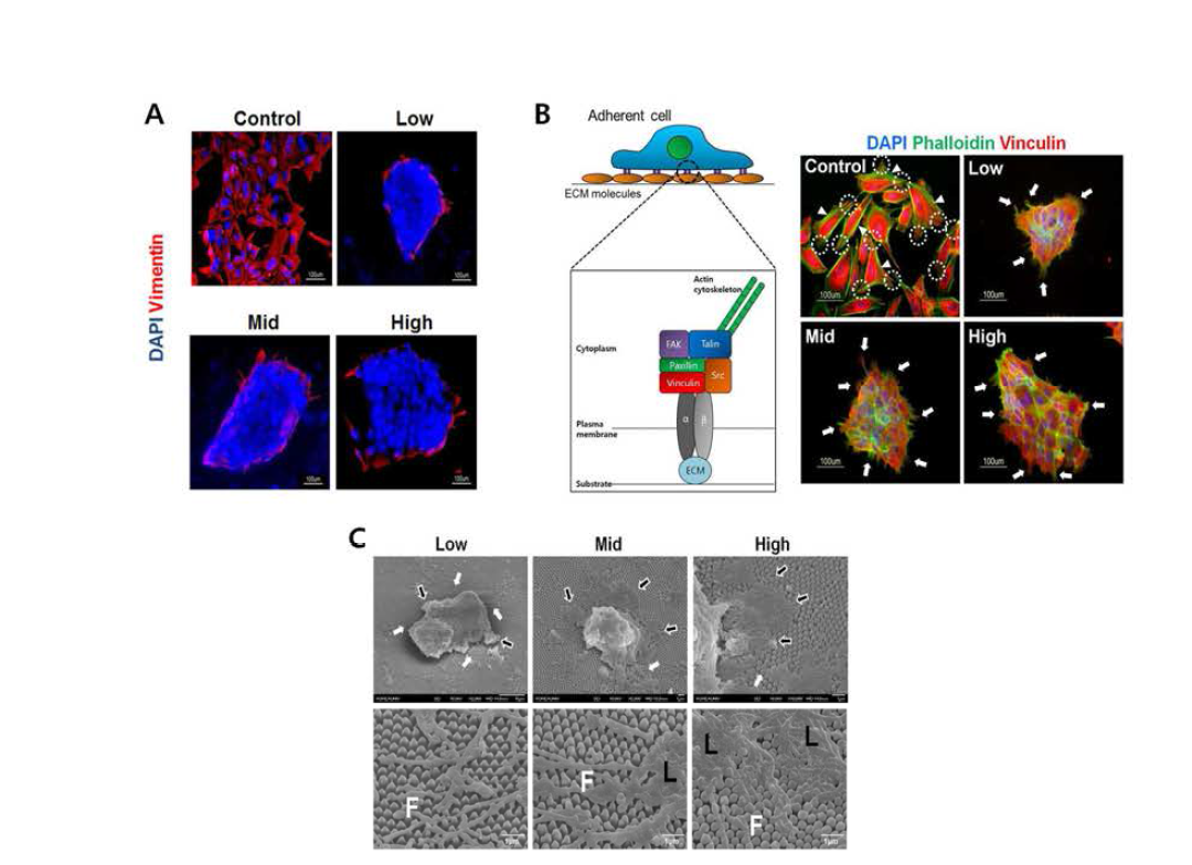 나노구조표면에서의 인간배아줄기세포 EMT 유도현상 분석(A), 나노구조표면에 따른 focal adhesion 형성양상 분석 (B). 나노구조표면에 따른 인간배아줄기세포의 filopodia / lamellipodia 형성능력 분석(C)