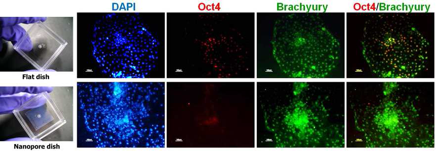 나노구조표면에서의 Brachyury 발현효율 증대