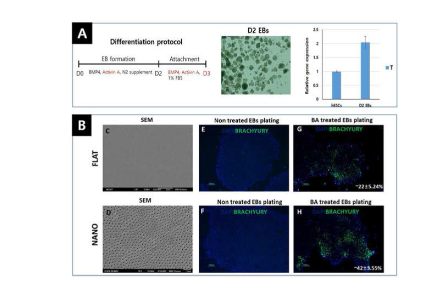 A. EB를 이용한 인간배아줄기세포 초기 중배엽 분화, B. 좌: 대조군 표면 과 실헐군 표면 의 SEM imaging, 중: 초기 중배엽 induction이 되지않은 EB부착후 brachyury 발현, 우: 초기 중배엽 induction이된 EB를 부착후 brachyuyr의 발현수치