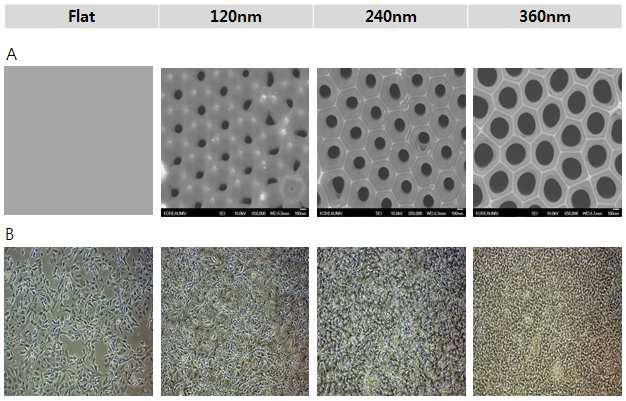 나노 pore 간격별 부착성