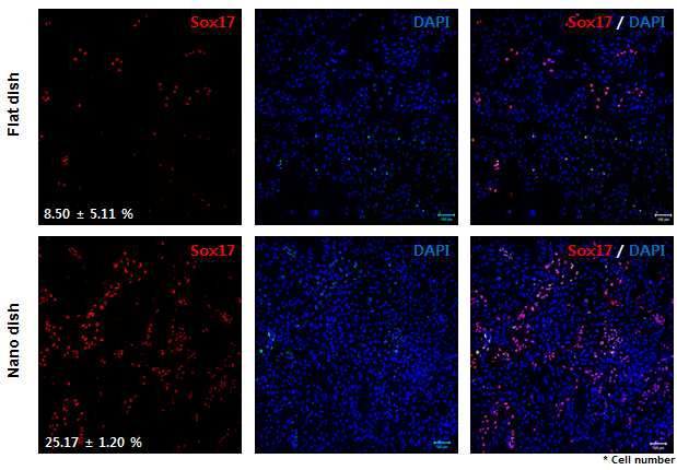 200nm pore 배양용기를 이용한 내배엽 자연분화 유도 (H1 cell line)