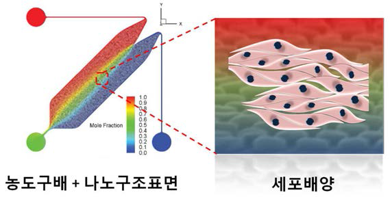 1차원 농도구배칩과 나노구조표면의 결합