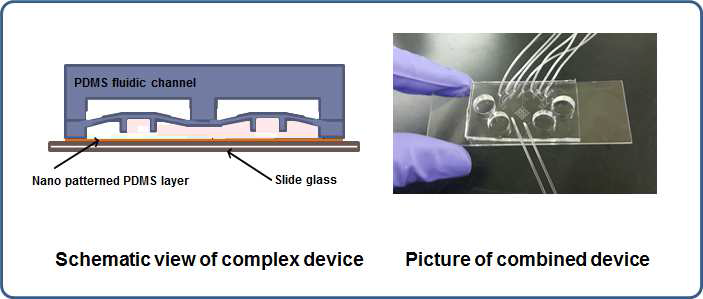나노 PDMS sheet를 이용한 복합 농도 구배 칩의 구조 및 제작 예시