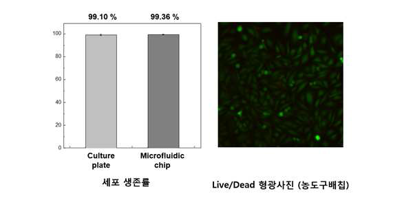 농도 구배 칩의 static culture 유지시간(72시간) 후 세포 생존률