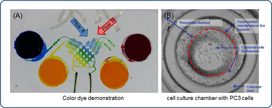 식용색소를 이용한 농도구배칩의 작동 모습 및 세포 주입후 배양 모습