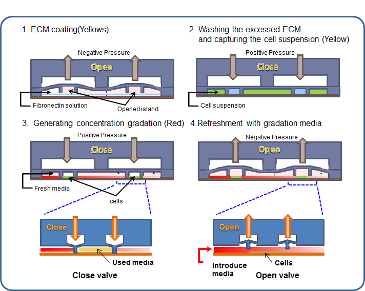 농도 구배 칩의 세포 배양을 위한 전처리 및 세포 주입 과정의 모식도