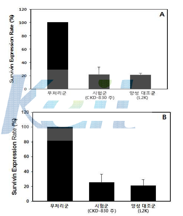 in vitro Transfection Survivin 단백질 발현률 비교 실험