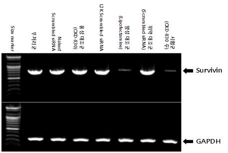 PC-3 세포에서의 RT-PCR을 통한 survivin 단백질 분석