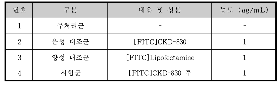 형광현미경을 통한 Uptake 효력 평가 처리그룹