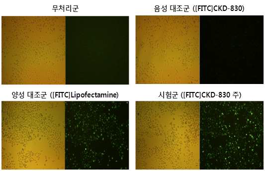 형광현미경을 통한 Uptake 효력평가 결과 (PC-3 cell)