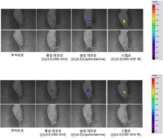 [Cy5.5]CKD-830 정맥 내 투여에 따른 in vivo 이미징 (Optix) 평가 결과