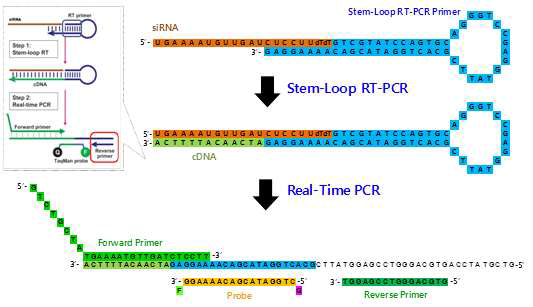 Stem-loop RT-qPCR 분석 원리