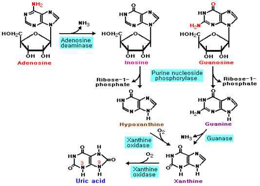 핵산과 퓨린 염기의 대사 경로