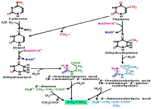 피리미딘 염기의 대사 경로