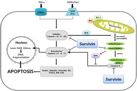 세포사멸에 관계된 Survivin 작용기전