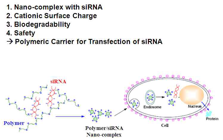유전자-폴리머 나노복합체 형성 및 세포투과