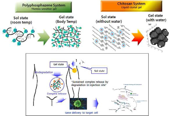 Polyphosphazene 및 Chitosan System의 젤화 거동