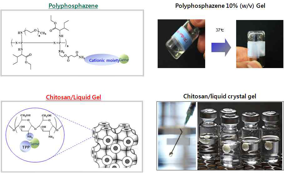 Polyphosphazene 및 Chitosan System Gel 성상