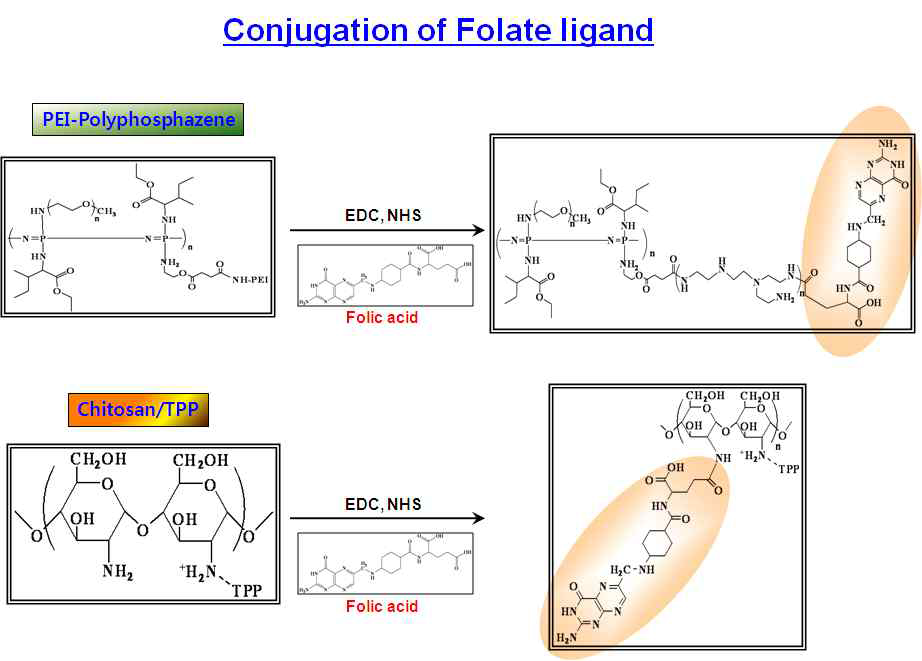 Polyphosphazene계 및 Chitosan계 폴리머-Folate 리간드 구조