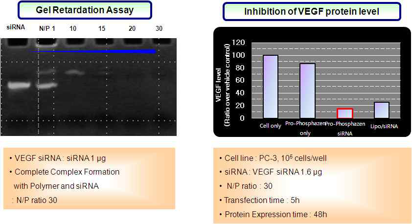 Polyphosphazene계 폴리머/siRNA 복합체의 결합력 및 세포투과도 1