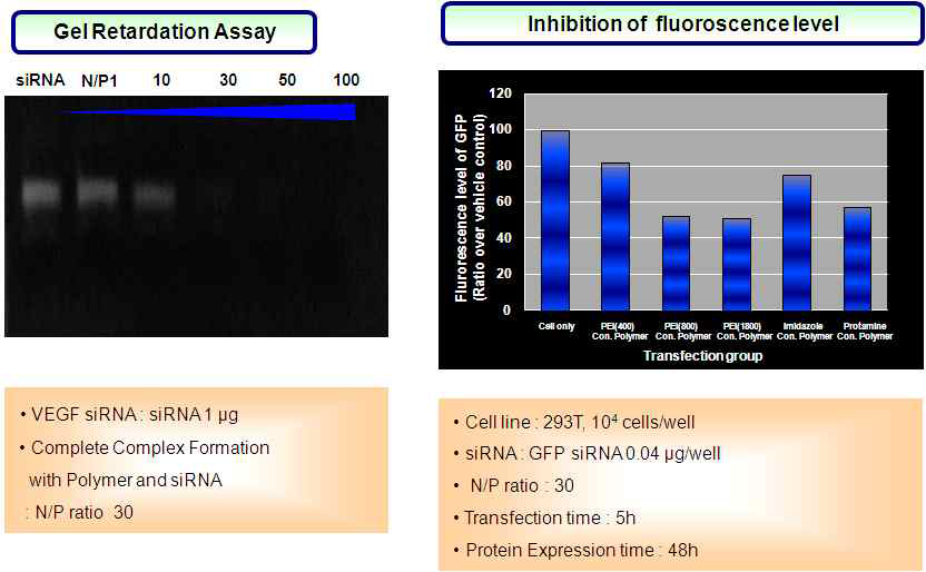 Polyphosphazene계 폴리머/siRNA 복합체의 결합력 및 세포투과도 2