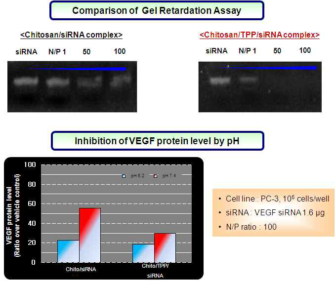 Chitosan계 폴리머/siRNA 복합체의 결합력 및 세포투과도 1