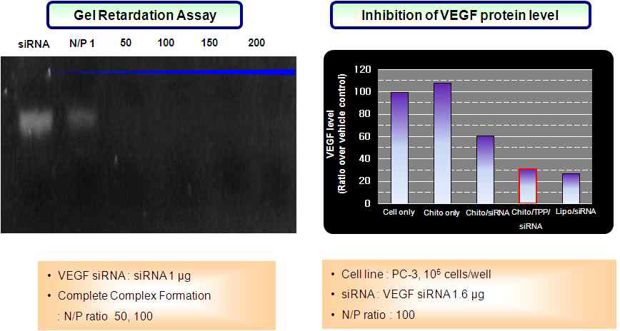 Chitosan계 폴리머/siRNA 복합체의 결합력 및 세포투과도 2