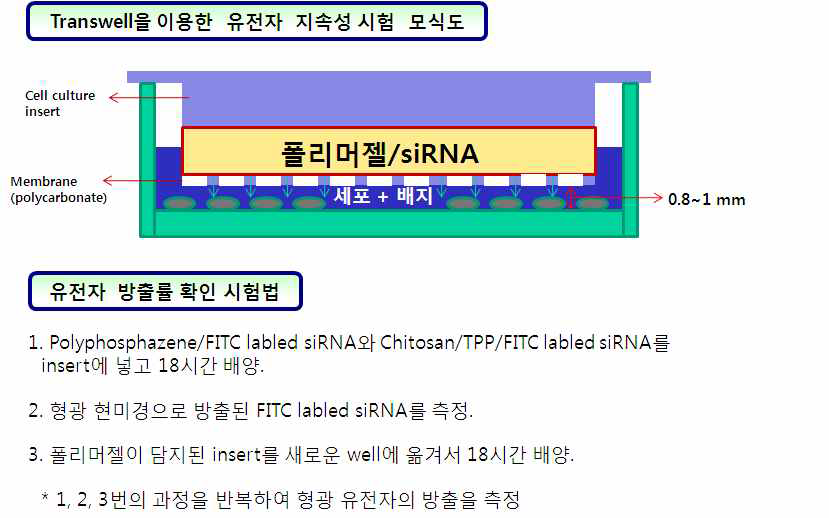 유전자-폴리머 복합체의 in vitro 지속성 평가방법