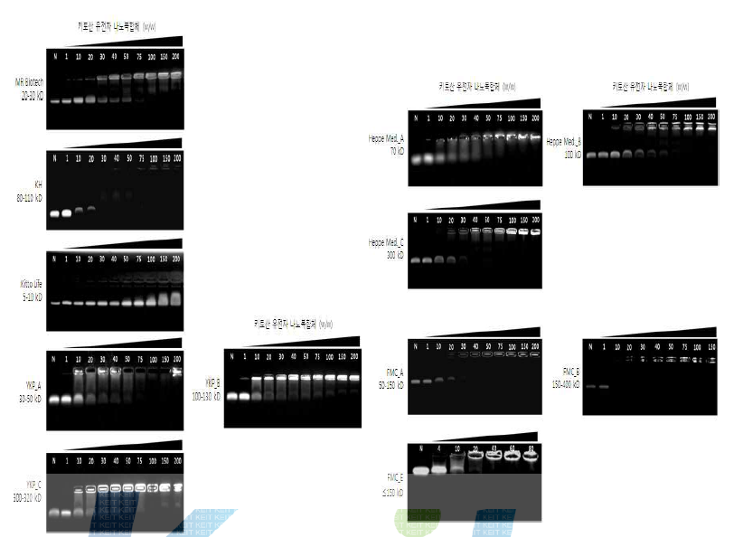키토산 유전자 나노복합체의 전기영동 분석