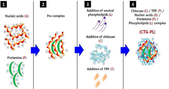 키토산 나노복합체 제조 모식도